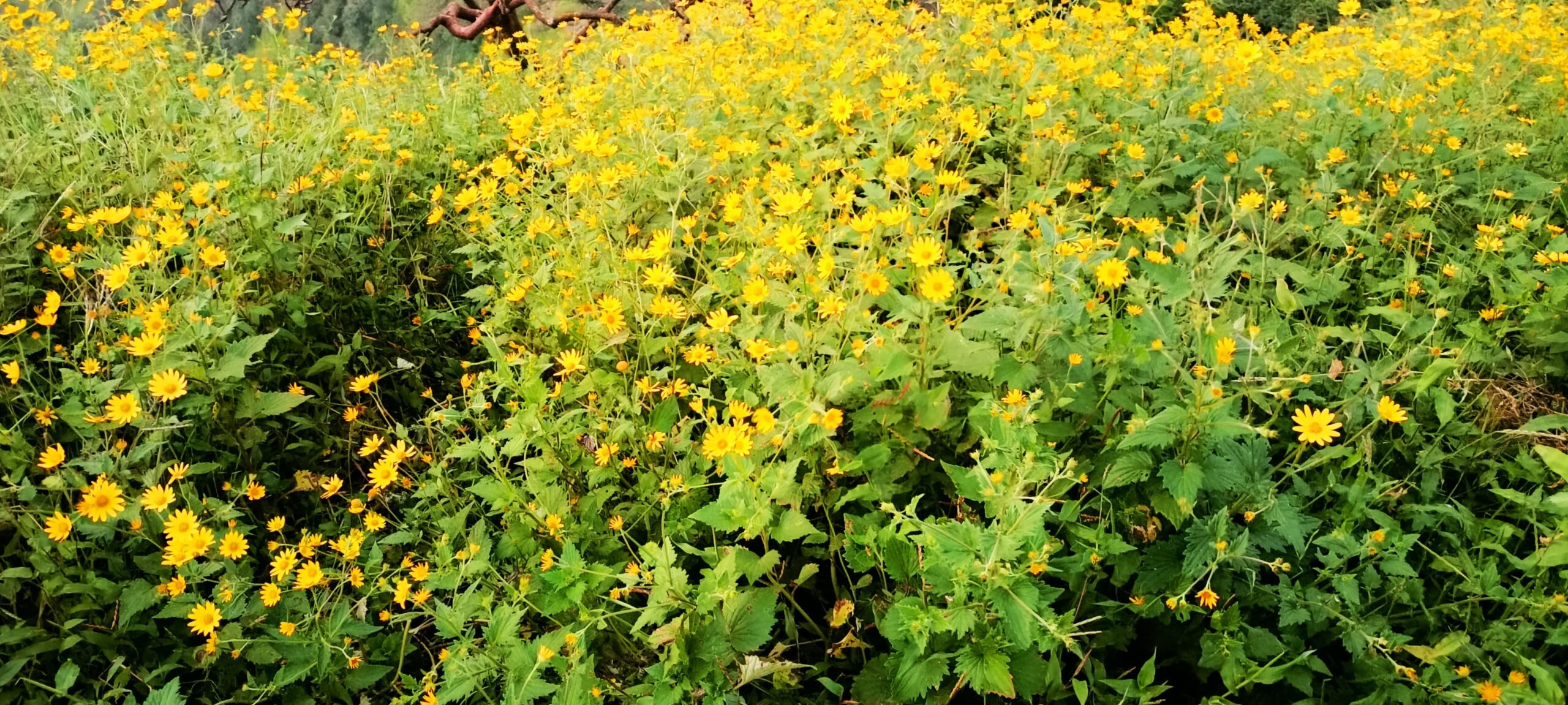 Yellow flowers